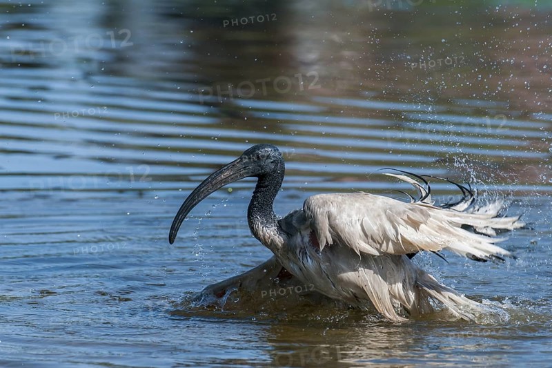 African Sacred Ibis (Threskiornis aethiopicus) bathing, Western Cape, South Africa