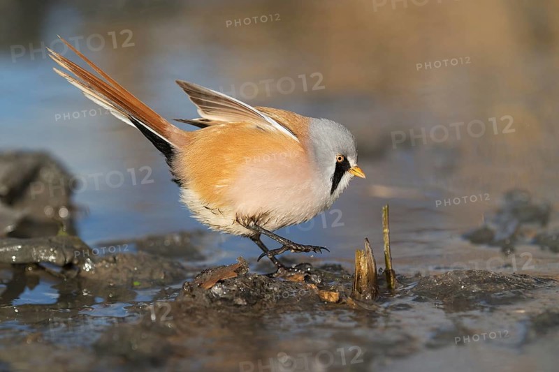 Bearded Reedling (Panurus biarmicus) male foraging, Saxony, Germany