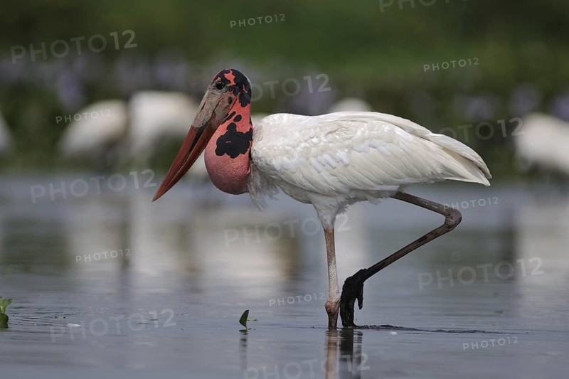 Jabiru (Jabiru mycteria), Pantanal, Brazil