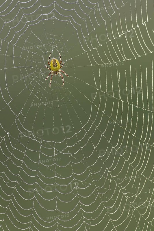 Garden spider (Araneus diadematus) adult arachnid in its web, Suffolk, England, United Kingdom
