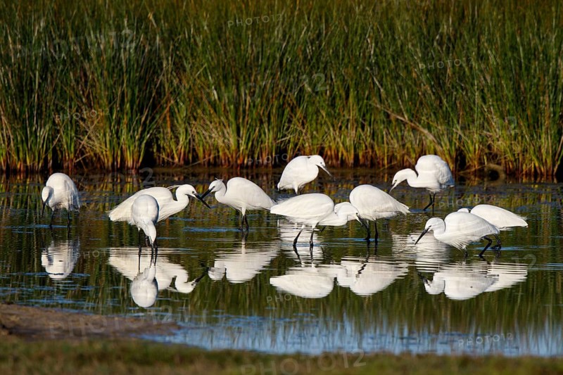 Little Egret (Egretta garzetta), Greece