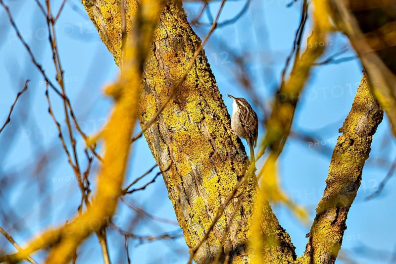 Bird climbing on a mossy tree trunk in nature with blue sky in the background, The treecreeper (Certhia) on a tree trunk near Herleshausen in Hesse