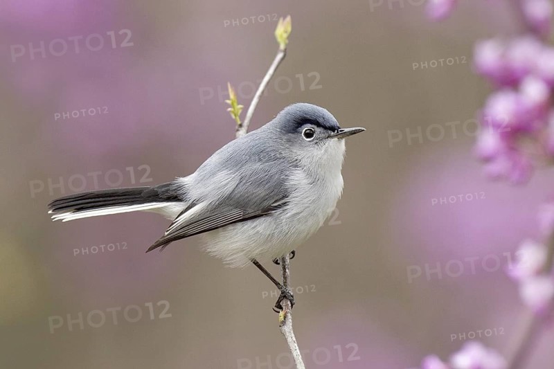 Blue-grey Gnatcatcher (Polioptila caerulea), Ohio, USA