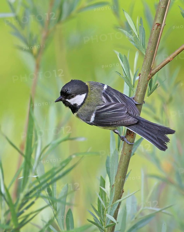 Great Tit (Parus major), France