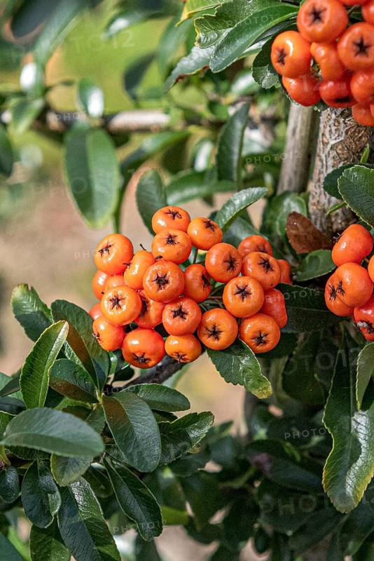 Firethorn (Pyracantha SAPHYR ORANGE), Saxon State Office for the Environment, Germany