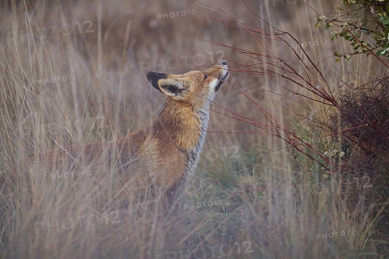 A red fox caught in a serene moment as it stands in a tall grassy field, its gaze fixed upwards toward the vegetation, blending into the natural autumn landscape