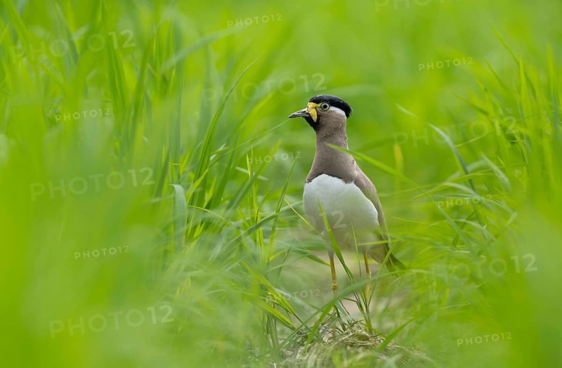 Yellow-wattled Lapwing (Vanellus malabaricus) standing alert in a lush green field, Sreepur, Gazipur, bangladesh