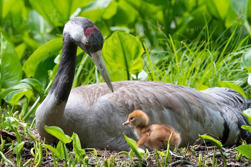 Crane (gurs grus) in nest with chicks, Feldberger Seenlandschaft, Mecklenburg-Vorpommern, Germany