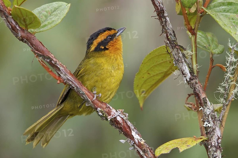 Orange-browed Hemispingus (Hemispingus calophrys) perched on a branch in Bolivia, South America