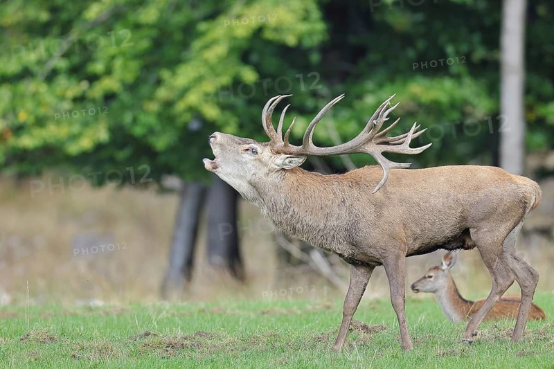 Red deer (Cervus elaphus) during the rutting season, capital stag in his herd with hinds roaring in a forest clearing, wildlife, Sauerland, North Rhine-Westphalia, Germany