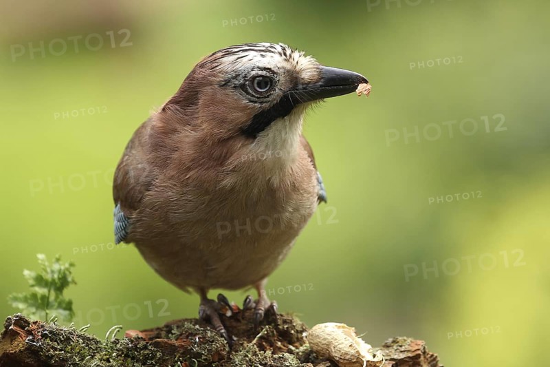Eurasian Jay (Garrulus glandarius), Lower Saxony, Germany