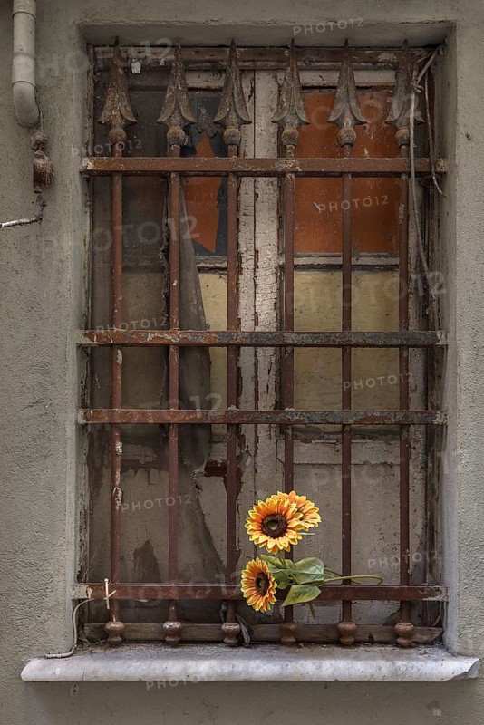 Barred window decorated with a plastic sunflower, historic centre of Genoa, Italy