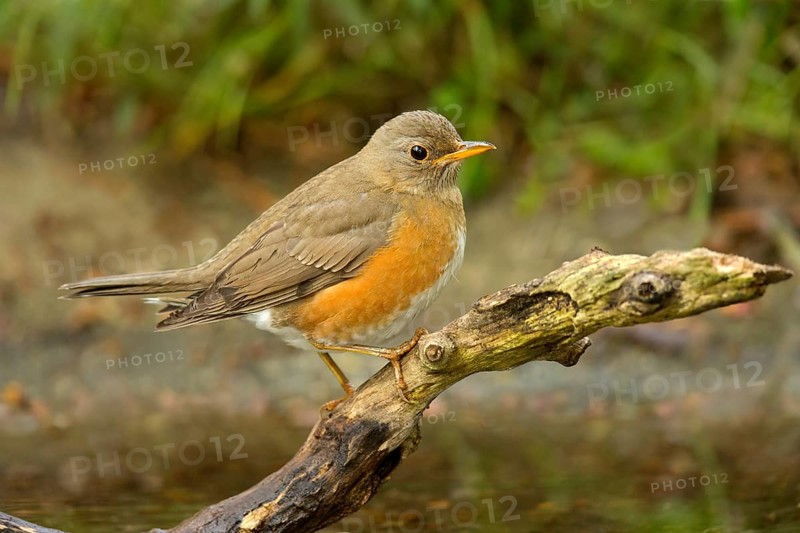 Brown-headed Thrush (Turdus chrysolaus) perched on a branch, Ishikawa, Japan