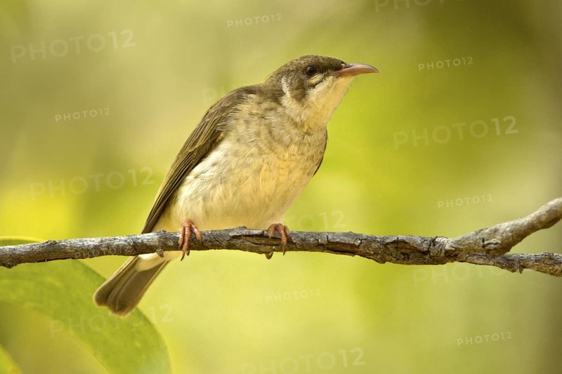 Brown-backed Honeyeater (Ramsayornis modestus), Queensland, Australia