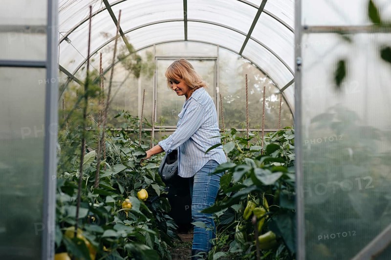 A woman in a greenhouse attentively tending to lush plants. The environment is filled with vibrant green foliage, showing a peaceful connection with nature