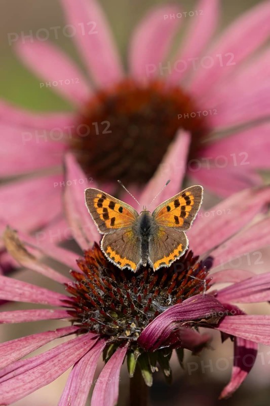 Small copper butterfly (Lycaena phlaeas) adult insect feeding on a garden Coneflower (Echinacea purpurea) flower in summer, Suffolk, England, United Kingdom