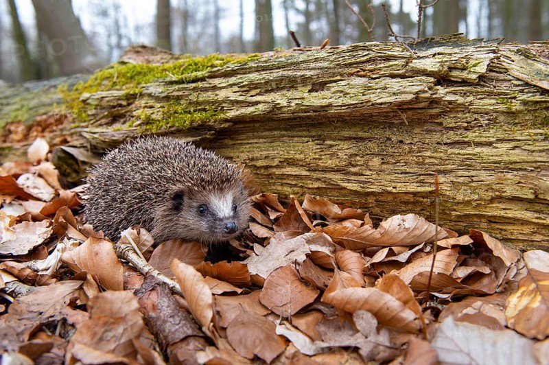Hedgehog (Erinaceidae) on the forest floor looking for winter quarters, Cloppenburg, Lower Saxony, Germany