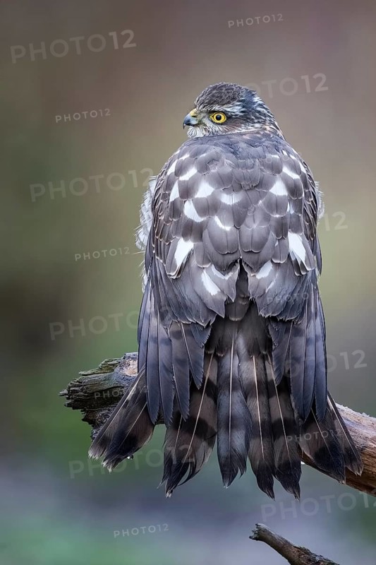 Eurasian Sparrowhawk (Accipiter nisus) female perched on a branch, drying its feathers, Saxony-Anhalt, Germany