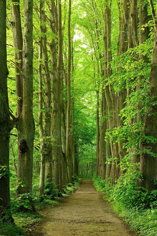 Hiking trail through an old lime tree avenue on the Schaalsee, Schaalsee Biosphere Reserve, Zarrentin, Mecklenburg-Western Pomerania, Germany