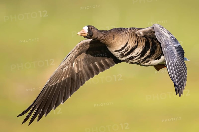 Greater White-fronted Goose (Anser albifrons) flying, North Rhine-Westphalia, Germany