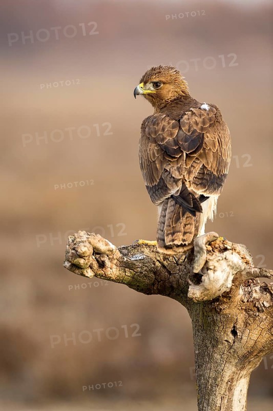 Bonelli's Eagle (Aquila fasciata) juvenile, Castile-La Mancha, Spain