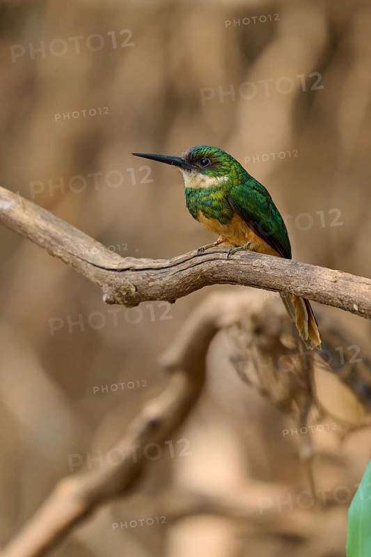 A small bird with green plumage sits quietly on a branch, Rufous-tailed jacamar (Galbula ruficauda), Pantanal, Mato Grosso, Brazil