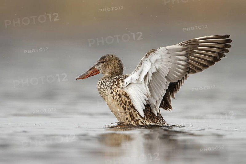 Northern Shoveler (Spatula clypeata) female flapping, Utrecht, Netherlands