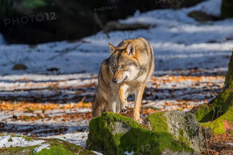 European gray wolf (Canis lupus lupus) standing in a forest in winter, snow, Bavaria, Germany