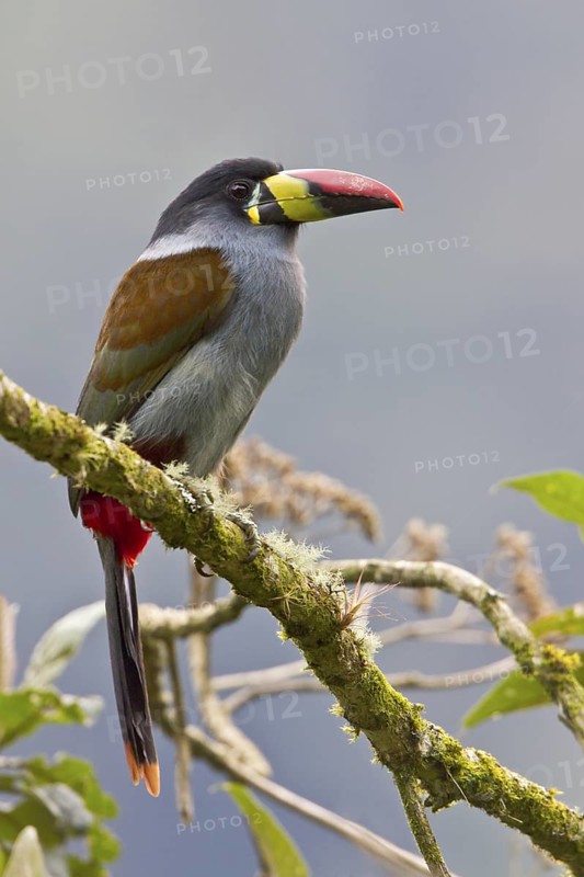 Gray-breasted Mountain-Toucan (Andigena hypoglauca) perched on a branch in Ecuador, South America
