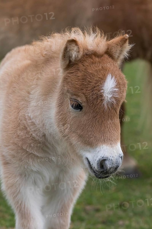 Falabella foal, The Falabella (Equus ferus caballus) is the smallest horse at all