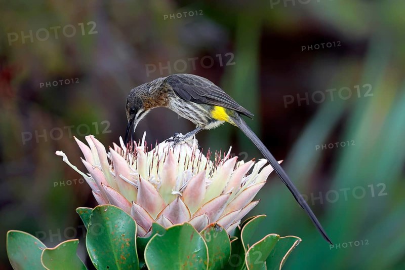 Cape Honeybird (Promerops cafer), adult, male, on flower, foraging, Protea, vigilant, Kirstenbosch Botanical Gardens, Cape Town, South Africa