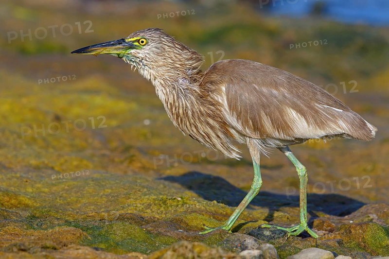 Animal, animals, bird, birds, heron, paddy heron, (Ardeola grayii), heron family, biotope, habitat, waters, foraging, Arabian Peninsula Muscat, Quarayyat, Oman, Middle East