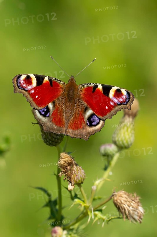 Peacock butterfly (Aglais io) adult insect feeding on Creeping thistle flowers in summer, England, United Kingdom
