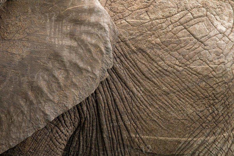 Detailed close-up of an elephant's wrinkled skin showcasing its unique texture and natural pattern. Captured in Masai Mara, Kenya, this image highlights the beauty of wildlife