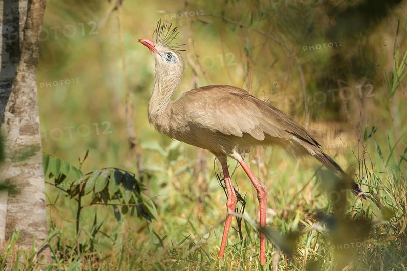 Red-legged Seriema (Cariama cristata), Bolivia