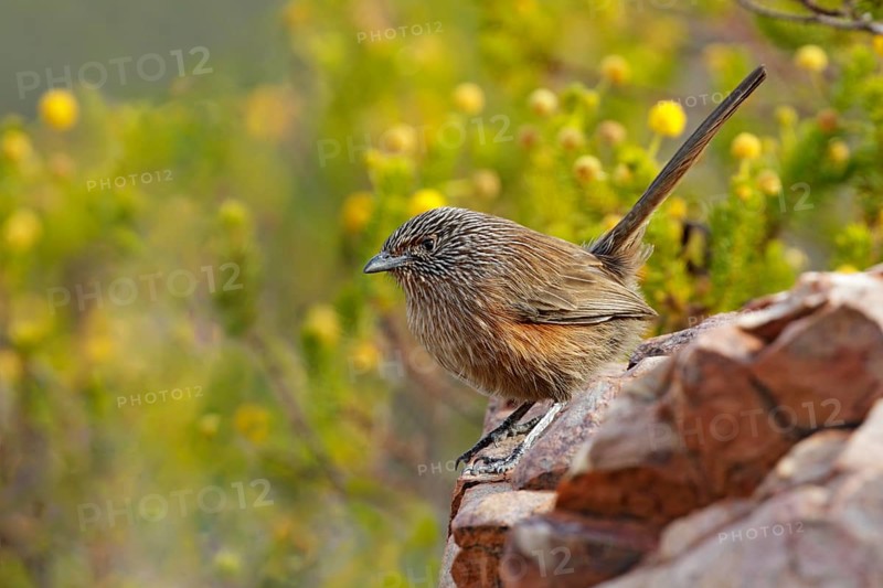 Dusky Grasswren (Amytornis purnelli), Northern Territory, Australia