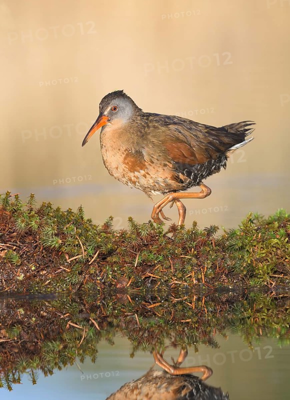 Virginia Rail (Rallus limicola), British Columbia, Canada