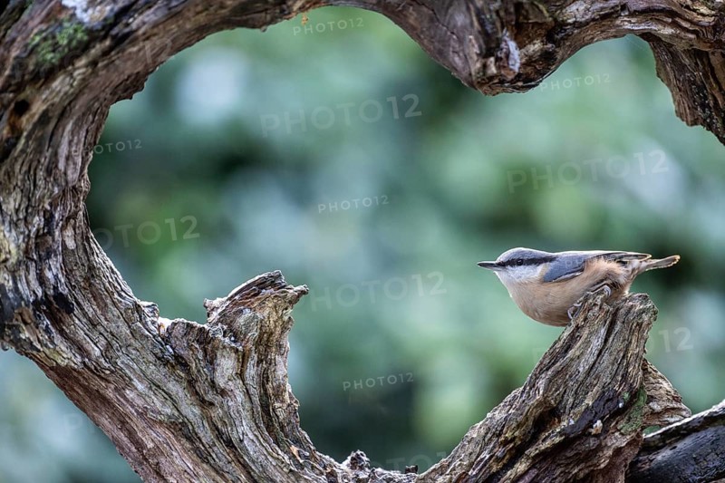 Nuthatch (Sitta europaea), Emsland, Lower Saxony, Germany