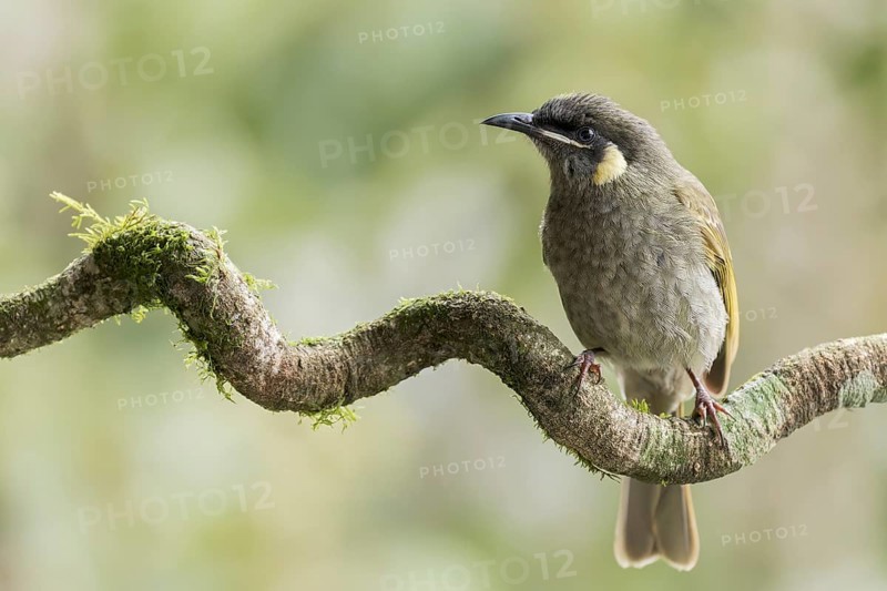 Lewin's Honeyeater (Meliphaga lewinii) perched on a branch in eastern Australia
