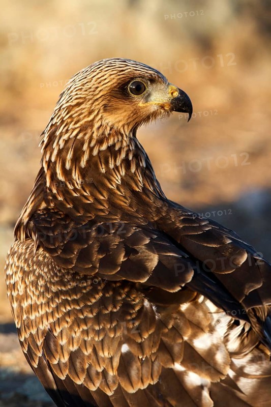 Black Kite (Milvus migrans) juvenile, Castile-La Mancha, Spain