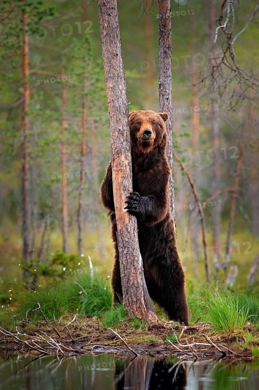 Bear standing, sit up on its hind legs, somerr forest with cotton grass. Dangerous animal in nature forest and meadow habitat. Wildlife scene from Finland near Russian border