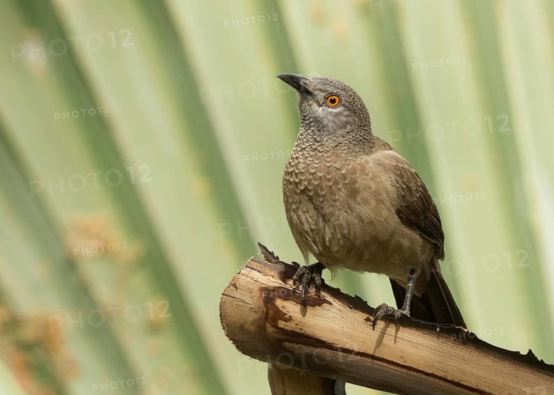 Brown Babbler (Turdoides plebejus), Gambia