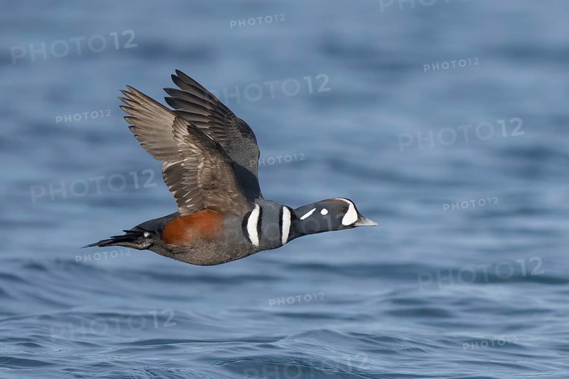 Harlequin Duck (Histrionicus histrionicus) male flying, Alaska, USA