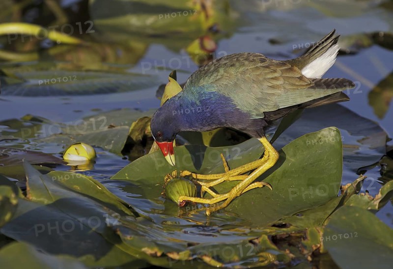 Purple Gallinule (Porphyrio martinica), Florida, USA