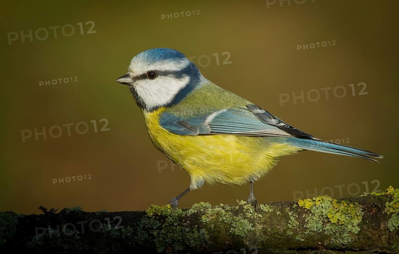Eurasian Blue Tit (Cyanistes caeruleus) perched on a branch, Lower Saxony, Germany