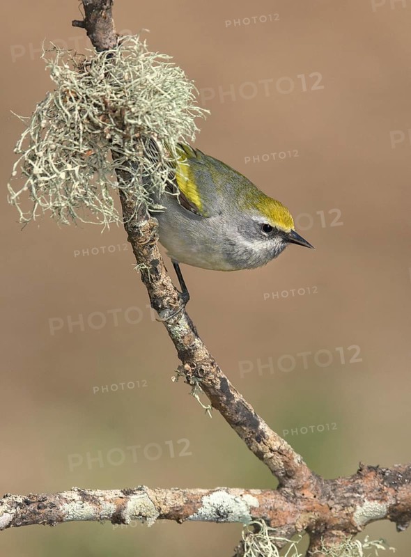 Golden-winged Warbler (Vermivora chrysoptera) female perched on a branch, Texas, USA