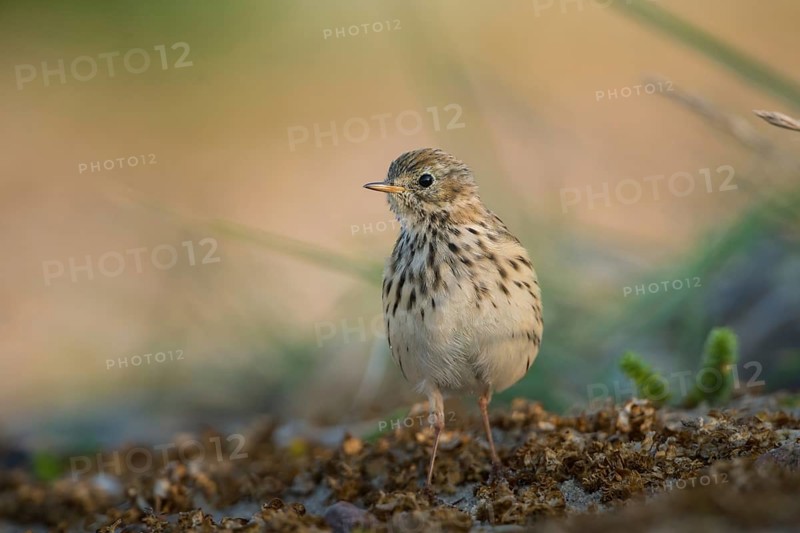 Meadow Pipit (Anthus pratensis), Schleswig-Holstein, Germany