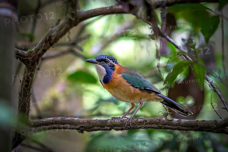 Pitta-Like Ground Roller, Blue-headed Roller (Atelornis pittoides) in the rainforests of eastern Madagascar