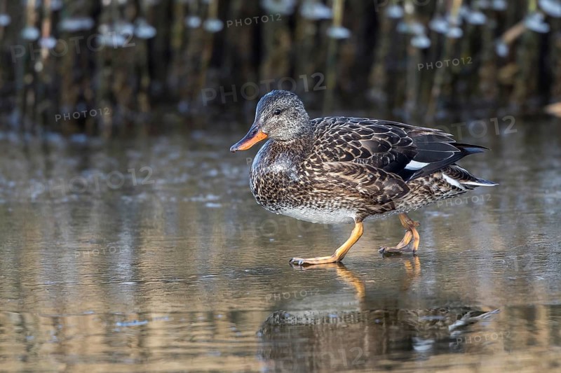 Gadwall (Mareca strepera) female on an ice surface, Mecklenburg-Western Pomerania, Germany