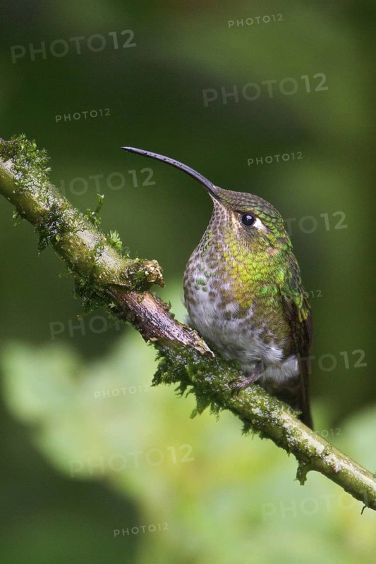 Mountain Velvetbreast (Lafresnaya lafresnayi) perched on a branch in Ecuador, South America